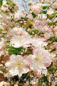 宋青青傅洛无广告:结局+番外